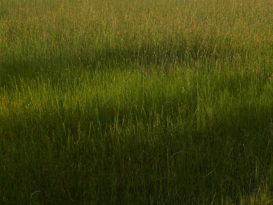 découvrez l'univers des essences naturelles, une invitation à explorer les bienfaits des arômes authentiques pour votre bien-être. plongez dans un monde de fragrances pures et profitez des propriétés thérapeutiques des huiles essentielles. transformez votre quotidien grâce à la magie des essences naturelles.