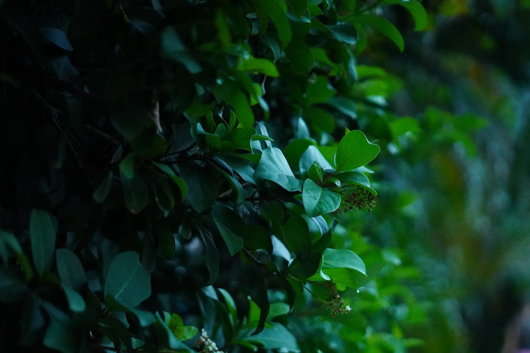 découvrez les essences naturelles, un monde de parfums authentiques et bienfaisants. explorez nos produits élaborés à partir d'ingrédients bio, pour une expérience sensorielle unique alliant bien-être et respect de l'environnement.