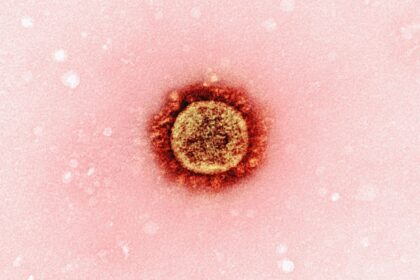 découvrez tout sur l'immunité naturelle : son fonctionnement, ses bienfaits pour la santé et des conseils pour renforcer vos défenses immunitaires de manière naturelle.