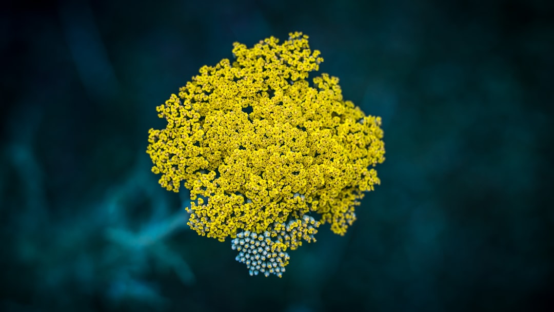 découvrez le fonctionnement de l'immunité naturelle, un mécanisme de défense essentiel du corps contre les maladies. apprenez comment renforcer votre système immunitaire de manière naturelle et améliorer votre santé globale.