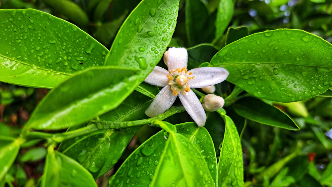 découvrez notre répulsif naturel contre les insectes, formulé à partir d'ingrédients bio et respectueux de l'environnement. protégez-vous des piqûres tout en préservant votre santé et celle de la planète.