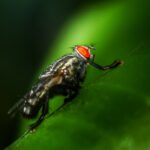 découvrez notre répulsif naturel contre les insectes, une solution efficace et écologique pour vous protéger des piqûres tout en respectant votre santé et l'environnement. profitez de votre temps à l'extérieur sans soucis !