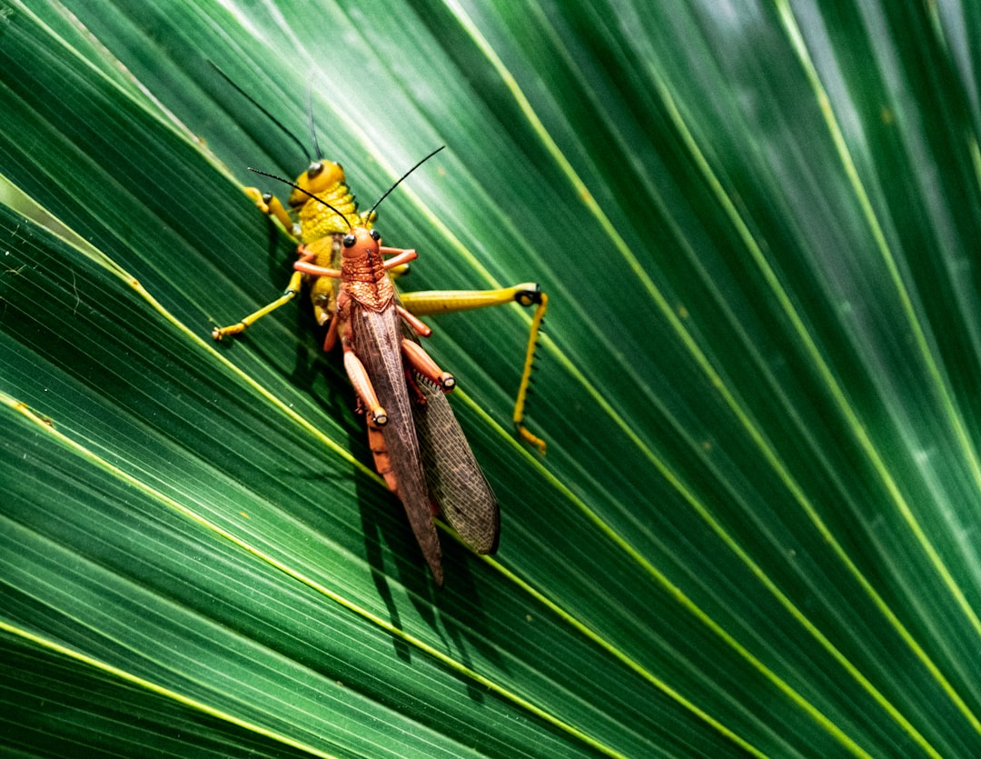 découvrez notre répulsif naturel contre les insectes, une solution efficace et respectueuse de l'environnement pour vous protéger des piqûres tout en profitant de vos activités en plein air.