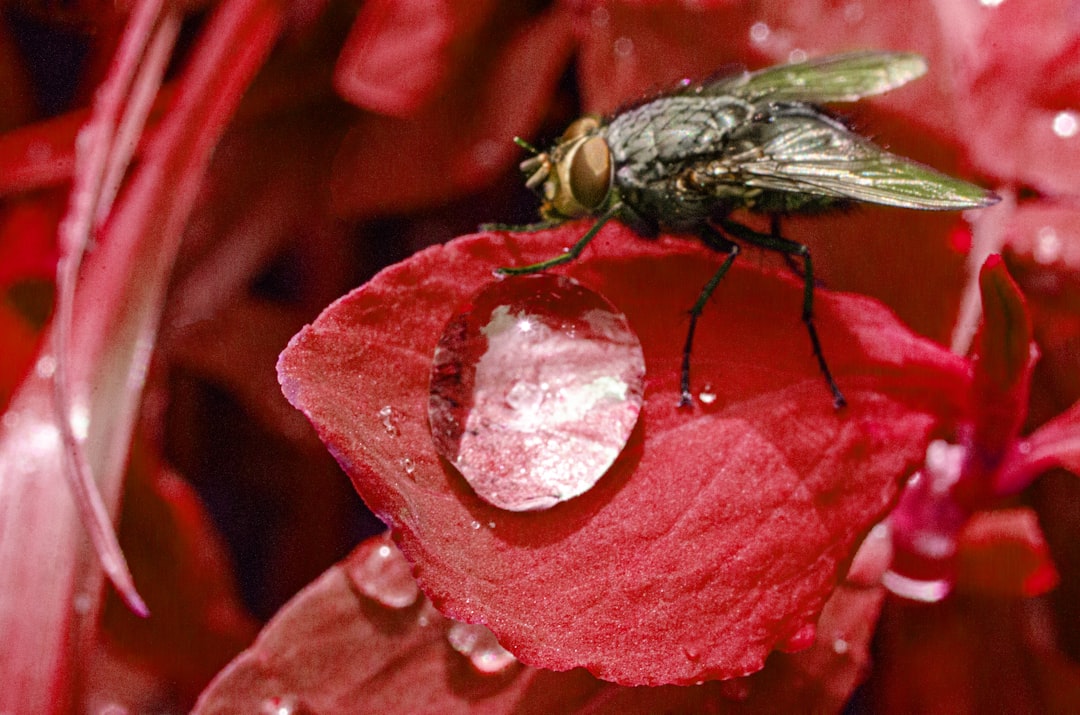 découvrez notre insecticide naturel, une solution efficace et respectueuse de l'environnement pour vous protéger des insectes. profitez de la nature sans nuisibles grâce à des ingrédients bio et sûrs pour toute la famille.