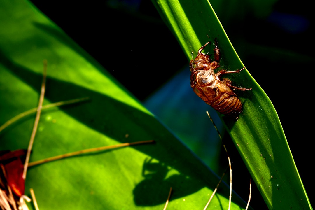 découvrez notre répulsif naturel contre les insectes, formulé à partir d'ingrédients végétaux pour vous protéger efficacement tout en respectant l'environnement. profitez de vos activités en plein air sans craindre les piqûres, grâce à notre solution douce et écologique.