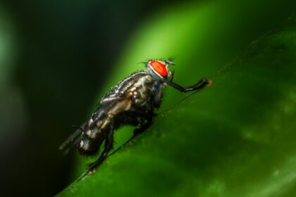 découvrez notre répulsif naturel contre les insectes, une solution efficace et écologique pour vous protéger des piqûres tout en respectant votre santé et l'environnement. profitez de votre temps à l'extérieur sans soucis !