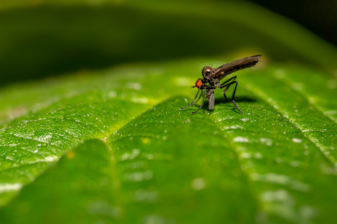 découvrez notre répulsif naturel contre les insectes, formulé avec des ingrédients écologiques pour vous protéger efficacement des piqûres tout en respectant votre peau et l'environnement. profitez de vos activités en plein air sans souci !
