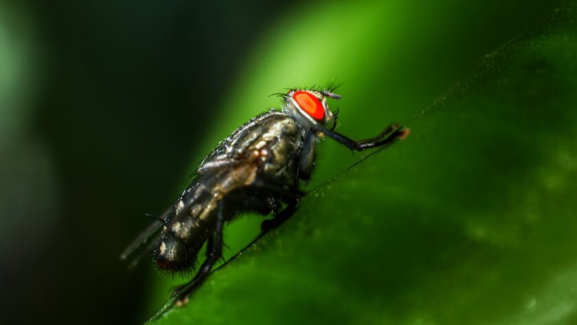 découvrez notre répulsif naturel contre les insectes, une solution efficace et écologique pour vous protéger des piqûres tout en respectant votre santé et l'environnement. profitez de votre temps à l'extérieur sans soucis !