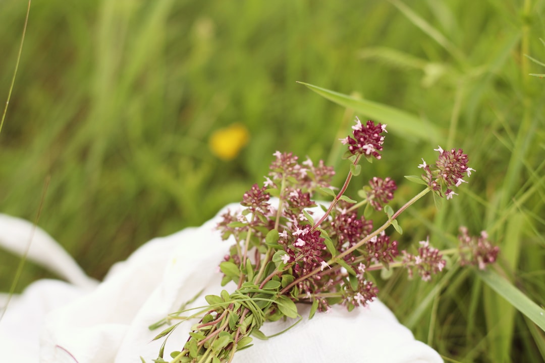 découvrez des remèdes naturels efficaces pour améliorer votre bien-être au quotidien. explorez des solutions à base de plantes, huiles essentielles et conseils santé pour prendre soin de vous de manière naturelle.