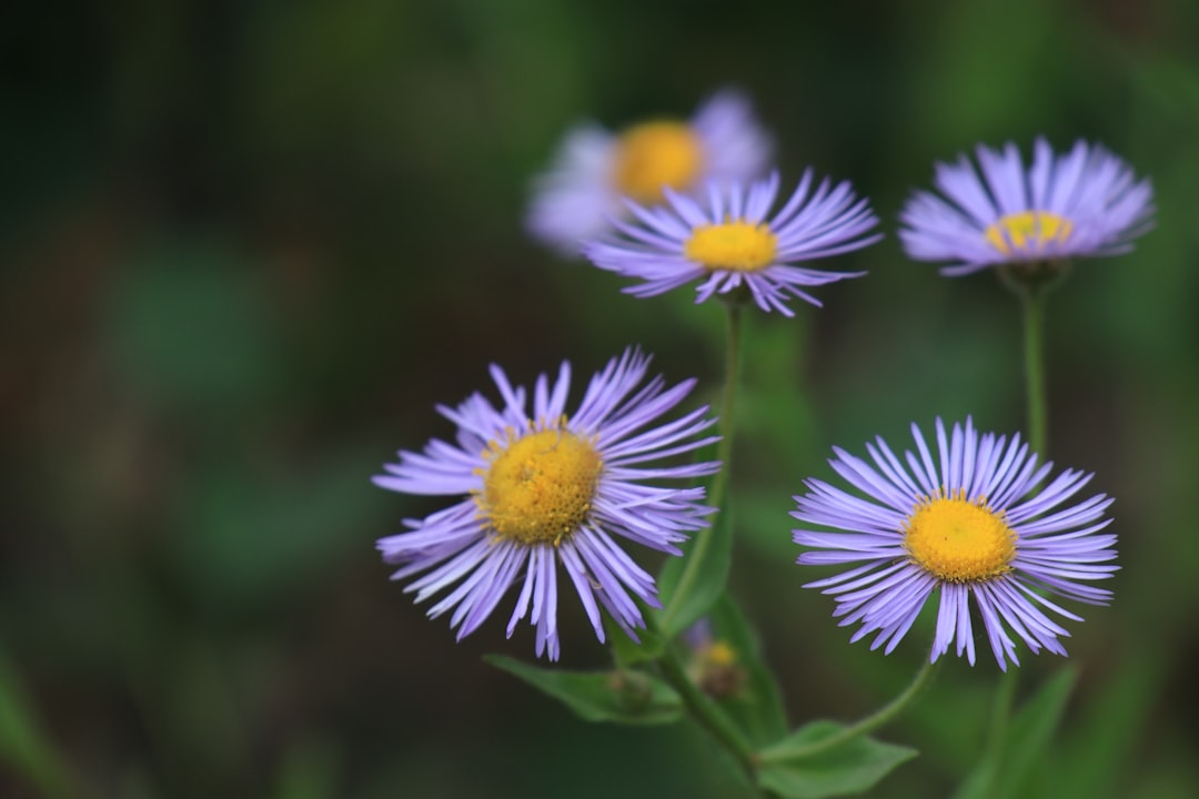 découvrez les bienfaits des remèdes naturels pour améliorer votre santé et votre bien-être. explorez des solutions douces et efficaces pour soulager divers maux tout en respectant votre corps.