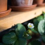 découvrez les secrets du jardinage biologique : conseils pratiques, techniques durables et astuces pour cultiver des plantes saines tout en respectant l'environnement. transformez votre jardin en un havre de biodiversité et profitez de récoltes délicieuses sans pesticides.