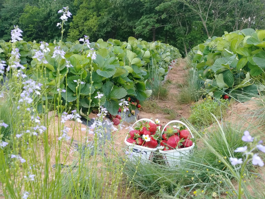 découvrez les secrets du jardinage biologique ! apprenez à cultiver vos plantes de manière naturelle, sans produits chimiques, tout en préservant l'environnement. transformez votre jardin en un écosystème florissant et sain grâce à des techniques durables et respectueuses de la biodiversité.