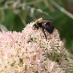 découvrez les bienfaits du jardinage biologique et apprenez à cultiver vos propres légumes et herbes de manière naturelle. transformez votre espace extérieur en un havre de paix tout en respectant l'environnement grâce à nos conseils et astuces.