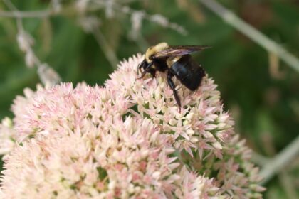découvrez les bienfaits du jardinage biologique et apprenez à cultiver vos propres légumes et herbes de manière naturelle. transformez votre espace extérieur en un havre de paix tout en respectant l'environnement grâce à nos conseils et astuces.