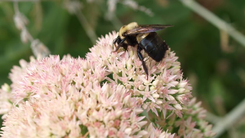 découvrez les bienfaits du jardinage biologique et apprenez à cultiver vos propres légumes et herbes de manière naturelle. transformez votre espace extérieur en un havre de paix tout en respectant l'environnement grâce à nos conseils et astuces.