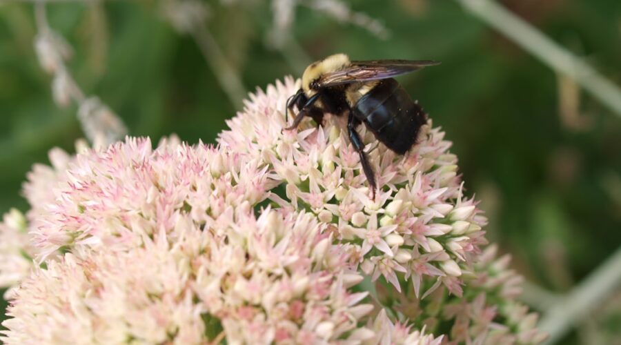 découvrez les bienfaits du jardinage biologique et apprenez à cultiver vos propres légumes et herbes de manière naturelle. transformez votre espace extérieur en un havre de paix tout en respectant l'environnement grâce à nos conseils et astuces.
