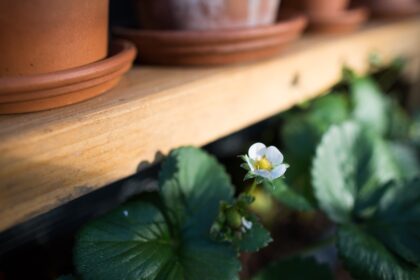découvrez les secrets du jardinage biologique : conseils pratiques, techniques durables et astuces pour cultiver des plantes saines tout en respectant l'environnement. transformez votre jardin en un havre de biodiversité et profitez de récoltes délicieuses sans pesticides.