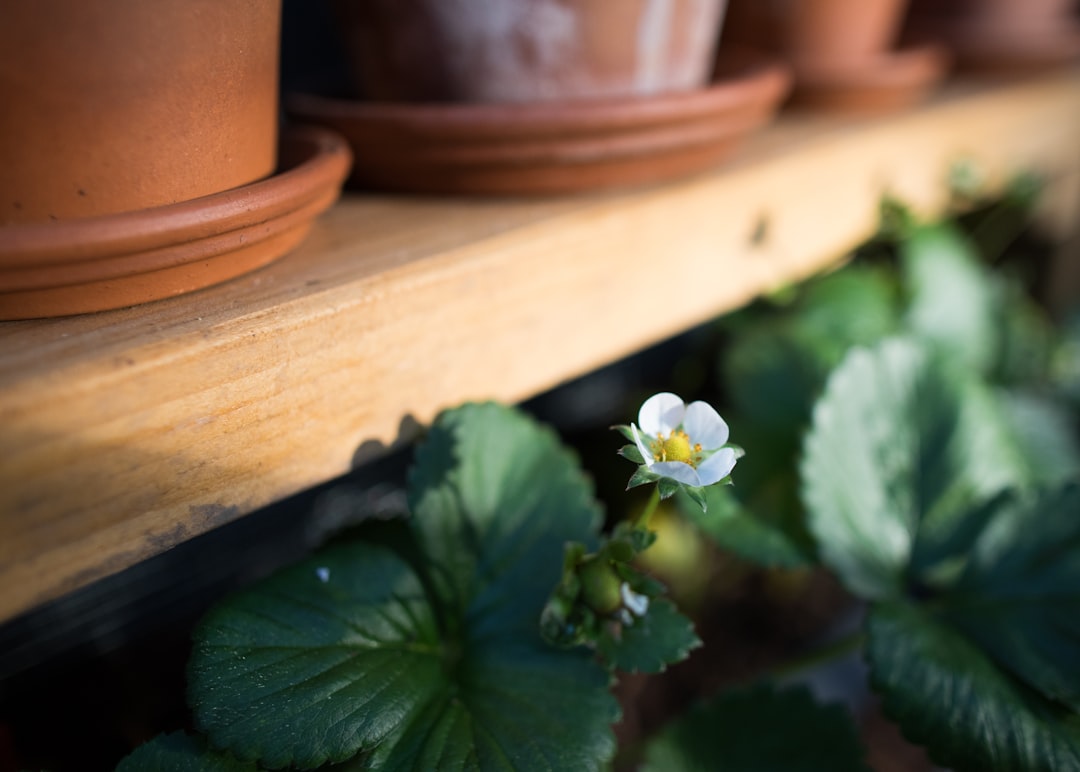 découvrez les meilleures pratiques pour réussir votre jardinage biologique. apprenez à cultiver des plantes sans pesticides, à enrichir votre sol naturellement et à favoriser la biodiversité pour un jardin sain et durable.
