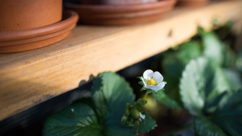 découvrez les secrets du jardinage biologique : conseils pratiques, techniques durables et astuces pour cultiver des plantes saines tout en respectant l'environnement. transformez votre jardin en un havre de biodiversité et profitez de récoltes délicieuses sans pesticides.