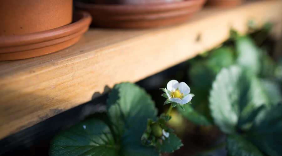 découvrez les secrets du jardinage biologique : conseils pratiques, techniques durables et astuces pour cultiver des plantes saines tout en respectant l'environnement. transformez votre jardin en un havre de biodiversité et profitez de récoltes délicieuses sans pesticides.