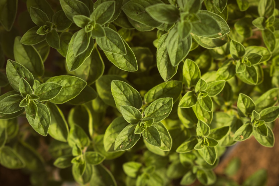 découvrez des recettes biologiques savoureuses et saines qui raviront vos papilles. explorez notre sélection de plats faits à partir d'ingrédients naturels et enrichissez votre cuisine avec des saveurs authentiques.