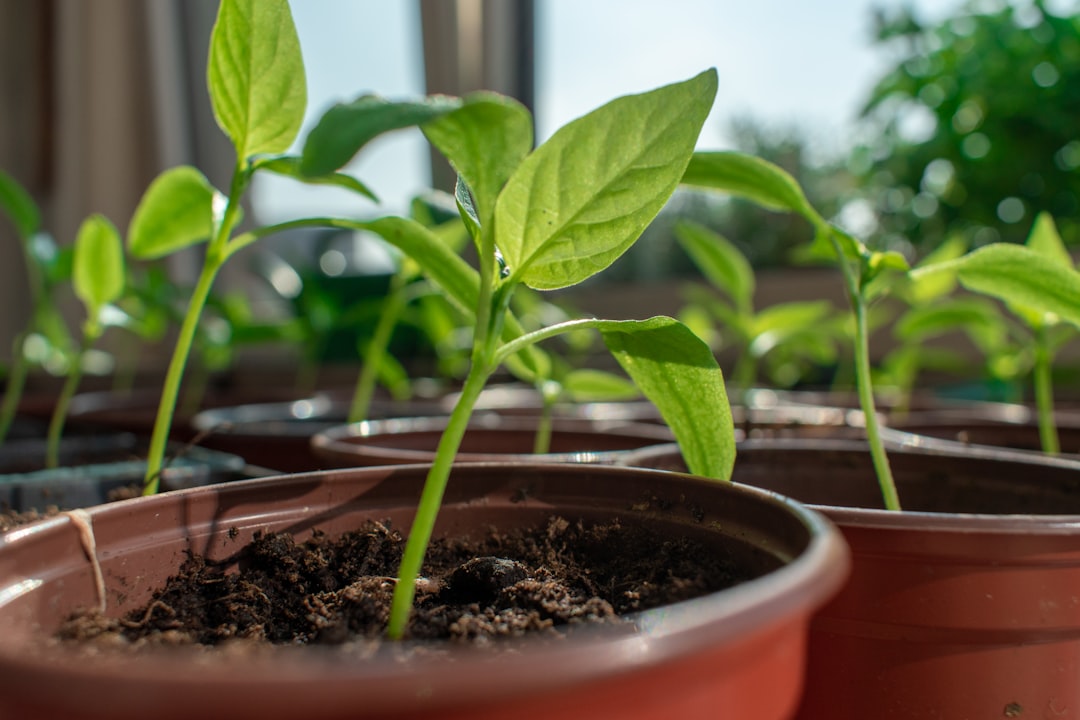 découvrez le paprika, cette épice colorée et savoureuse qui rehausse vos plats de ses arômes uniques. apprenez-en plus sur ses variétés, ses bienfaits pour la santé et comment l'utiliser en cuisine pour donner du goût à toutes vos recettes.