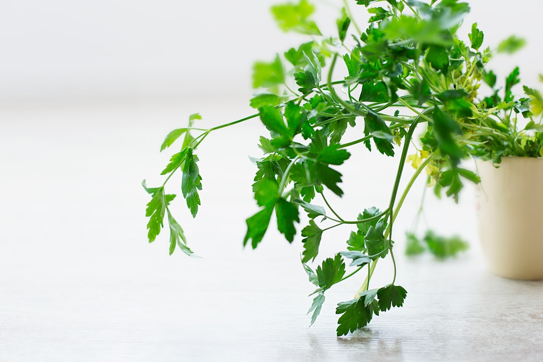 découvrez le persil, une herbe aromatique incontournable en cuisine. apprenez ses bienfaits pour la santé, ses usages variés, et comment l'incorporer dans vos plats pour sublimer vos recettes.