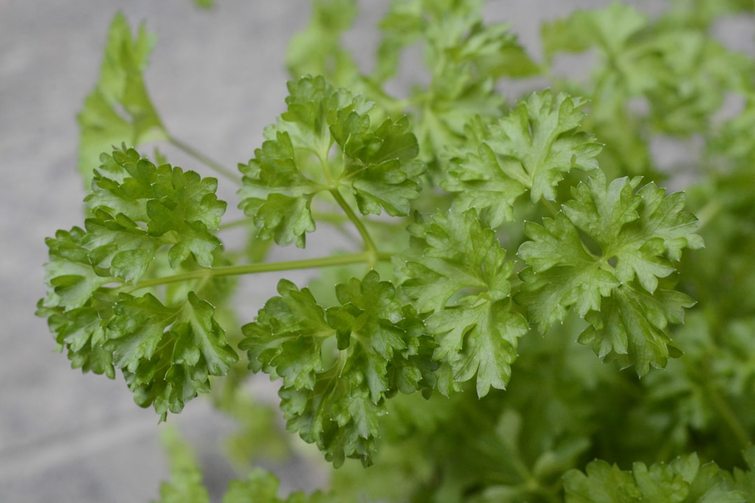 découvrez les bienfaits et les usages variés du persil dans votre cuisine ! du condiment incontournable aux vertus médicinales, apprenez comment intégrer cette herbe aromatique dans vos plats pour rehausser saveurs et nutrition.