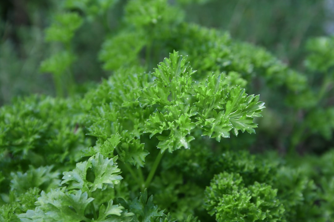 découvrez les bienfaits du persil, une herbe aromatique réputée pour ses propriétés nutritionnelles et ses usages culinaires. apprenez à l'intégrer dans vos recettes pour rehausser les saveurs et bénéficier de ses vertus santé.