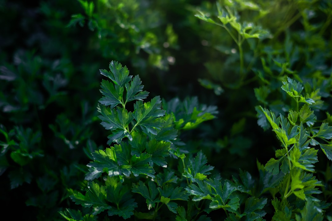 découvrez le persil, une herbe aromatique polyvalente, riche en saveurs et en bienfaits pour la santé. apprenez à l'utiliser dans vos recettes pour rehausser vos plats et profitez de ses vertus nutritives.