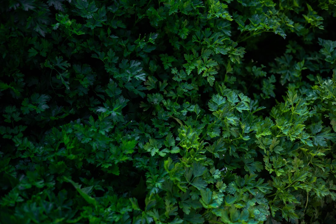 découvrez le persil, une herbe aromatique aux multiples bienfaits, utilisée pour rehausser vos plats tout en apportant une touche de fraîcheur. idéal pour vos recettes, le persil est aussi riche en vitamines et antioxydants. apprenez-en plus sur ses variétés, ses usages culinaires et ses propriétés nutritionnelles.