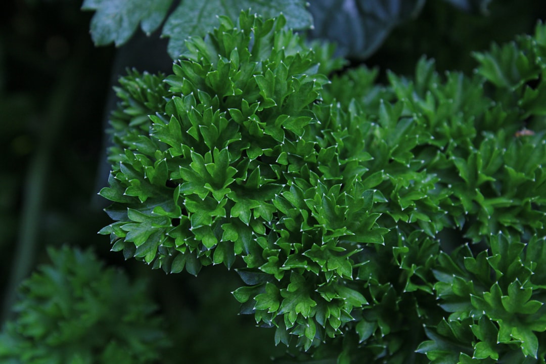 découvrez tout sur le persil, une herbe aromatique polyvalente, riche en vitamines et minéraux, idéale pour rehausser le goût de vos plats. apprenez ses bienfaits nutritionnels, ses conseils de culture et des idées de recettes pour l'intégrer facilement dans votre cuisine.