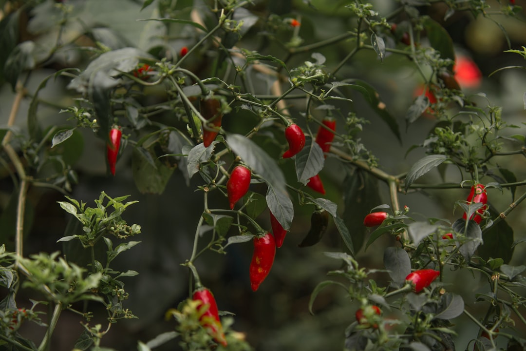 découvrez tout sur le poivre, cette épice incontournable qui rehausse les saveurs de vos plats. apprenez ses variétés, ses bienfaits pour la santé et des astuces pour l'utiliser en cuisine.