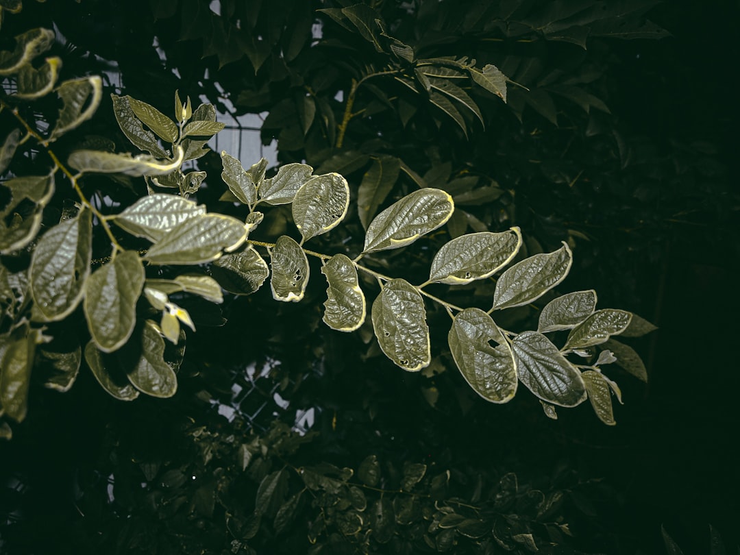 découvrez notre phytothèque, une ressource complète dédiée aux plantes médicinales et aromatiques. explorez les bienfaits, les usages et les conseils de culture pour enrichir votre bien-être au quotidien.