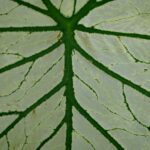 découvrez notre phytothèque, un espace dédié à la connaissance des plantes médicinales. explorez nos ressources sur les bienfaits des herbes, des conseils de culture et des recettes pour intégrer ces trésors naturels dans votre quotidien.