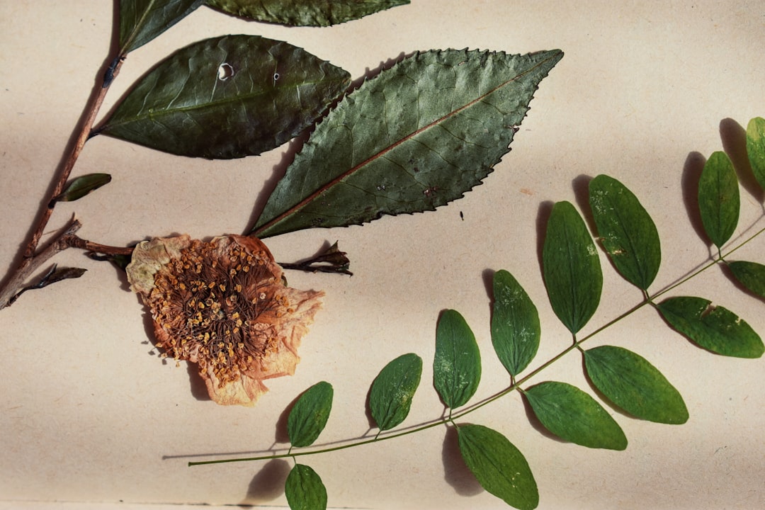 découvrez notre phytothèque, un espace dédié à la connaissance et à la préservation des plantes médicinales. explorez des ressources variées sur les bienfaits des plantes, leurs utilisations et apprenez à mieux les intégrer dans votre bien-être au quotidien.