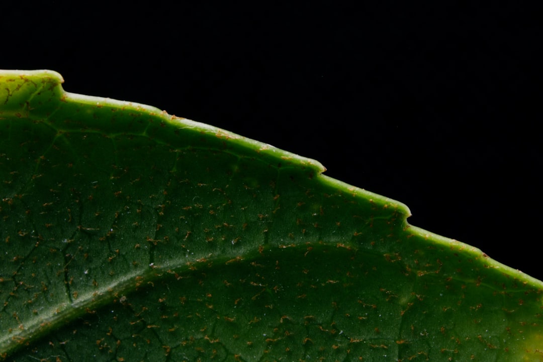 découvrez notre phytothèque, un véritable jardin de connaissances dédié aux plantes médicinales et aromatiques. explorez nos ressources pour améliorer votre bien-être grâce à la nature.