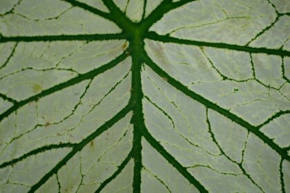 découvrez notre phytothèque, un espace dédié à la connaissance des plantes médicinales. explorez nos ressources sur les bienfaits des herbes, des conseils de culture et des recettes pour intégrer ces trésors naturels dans votre quotidien.