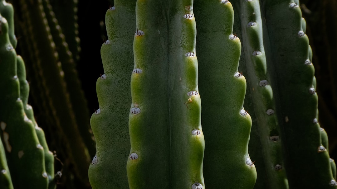découvrez notre phytothèque, un espace dédié à la connaissance des plantes médicinales et aromatiques. explorez des fiches détaillées, des conseils d'utilisation et des recettes naturelles pour améliorer votre santé au quotidien.