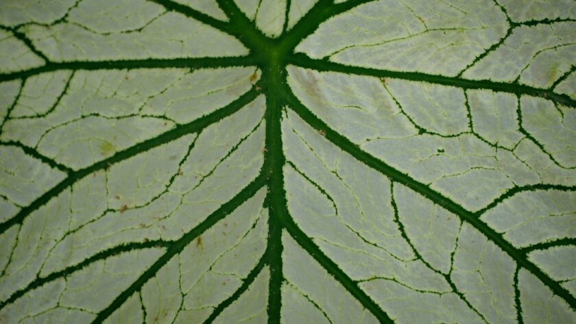 découvrez notre phytothèque, un espace dédié à la connaissance des plantes médicinales. explorez nos ressources sur les bienfaits des herbes, des conseils de culture et des recettes pour intégrer ces trésors naturels dans votre quotidien.