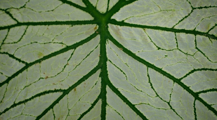 découvrez notre phytothèque, un espace dédié à la connaissance des plantes médicinales. explorez nos ressources sur les bienfaits des herbes, des conseils de culture et des recettes pour intégrer ces trésors naturels dans votre quotidien.