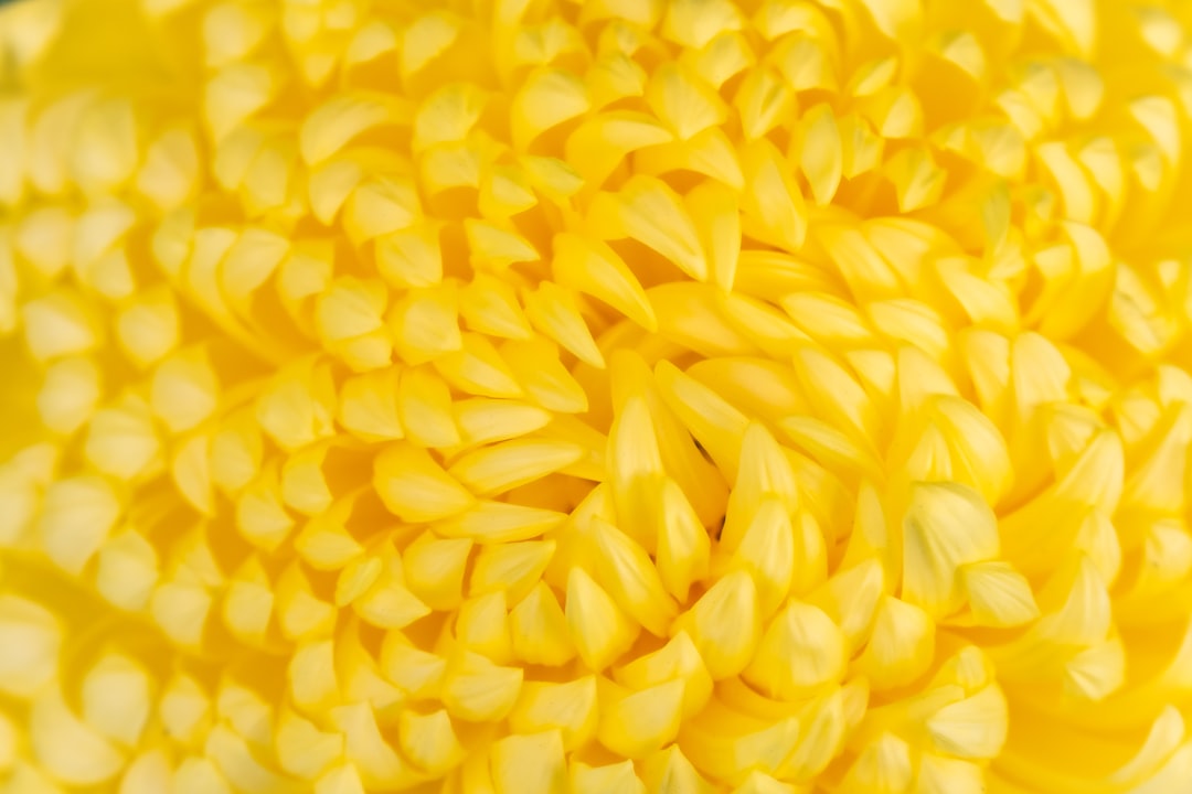 découvrez la polenta, un plat italien traditionnel à base de maïs. facile à préparer et adaptable, elle peut être servie crémeuse ou en tranches grillées, accompagnée de sauces, légumes ou viandes. idéale pour des repas réconfortants et savoureux.