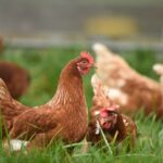 découvrez l'univers de la volaille avec nos conseils pratiques, recettes savoureuses et informations sur l'élevage. apprenez à choisir et à cuisiner les différentes variétés de volaille pour vos repas.