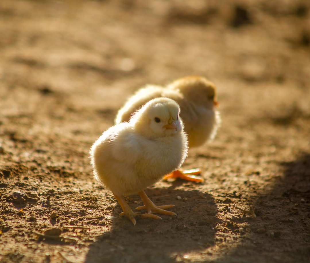 découvrez tout l'univers de la volaille avec nos conseils d'élevage, recettes savoureuses et informations sur la nutrition. apprenez à choisir, préparer et savourer les meilleures variétés de poulet, canard et autres volailles pour régaler vos proches.
