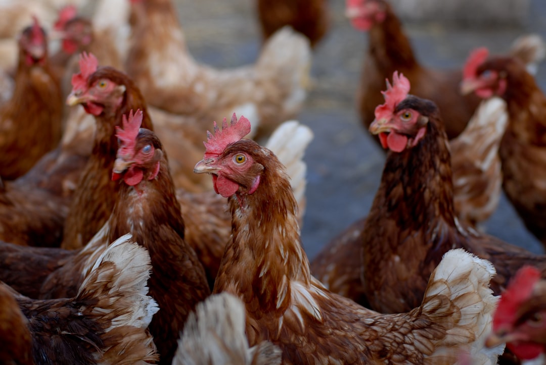 découvrez tout sur l'élevage de volailles, des meilleures pratiques aux conseils d'alimentation, en passant par la santé des animaux. informez-vous sur les différentes espèces de volaille et leurs caractéristiques pour optimiser votre production.