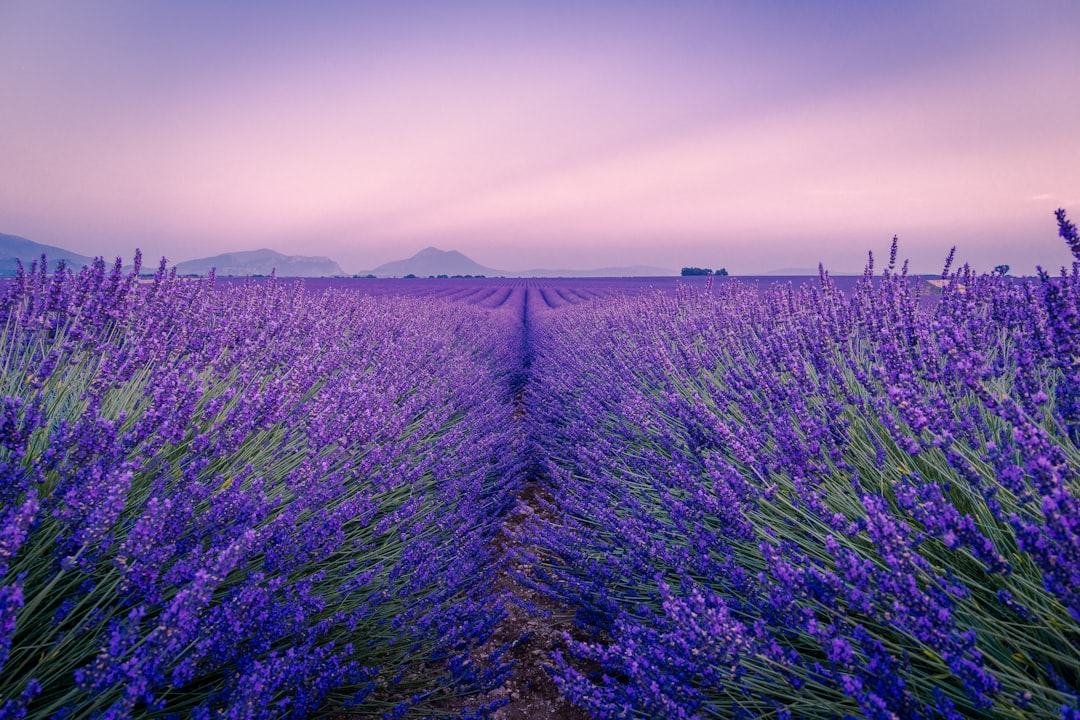 découvrez les merveilles de la provence, une région ensoleillée du sud de la france, célèbre pour ses champs de lavande, ses villages pittoresques, sa cuisine savoureuse et son riche patrimoine culturel. plongez dans l'art de vivre provençal avec ses paysages à couper le souffle et ses traditions authentiques.