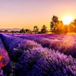 découvrez la beauté envoûtante de la provence, une région emblématique du sud de la france, célèbre pour ses paysages ensoleillés, ses champs de lavande, ses villages pittoresques et sa délicieuse cuisine. explorez des sites historiques, savourez des vins renommés et laissez-vous séduire par l'art de vivre provençal.