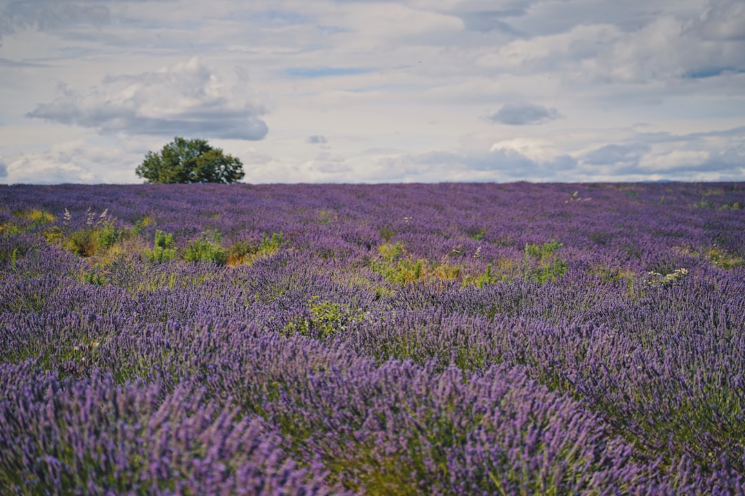découvrez la beauté envoûtante de la provence, une région française emblématique connue pour ses paysages pittoresques, ses champs de lavande, sa gastronomie délicieuse et son riche patrimoine culturel. explorez ses villages charmants et laissez-vous séduire par son art de vivre authentique.