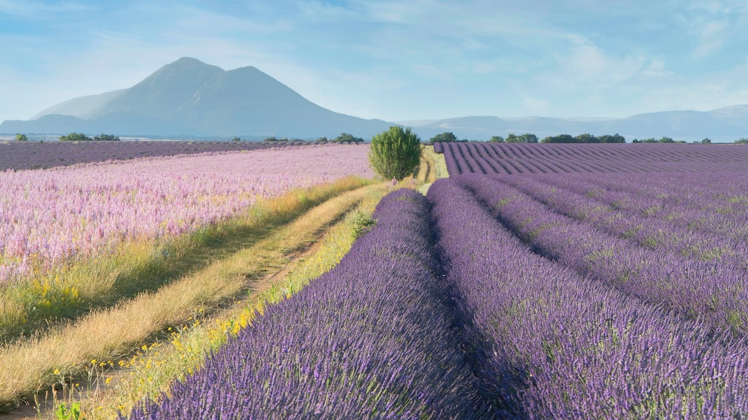découvrez la beauté envoûtante de la provence, région emblématique du sud de la france, célèbre pour ses champs de lavande, ses villages pittoresques, sa cuisine méditerranéenne savoureuse et son riche patrimoine culturel.