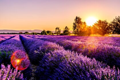 découvrez la beauté envoûtante de la provence, une région emblématique du sud de la france, célèbre pour ses paysages ensoleillés, ses champs de lavande, ses villages pittoresques et sa délicieuse cuisine. explorez des sites historiques, savourez des vins renommés et laissez-vous séduire par l'art de vivre provençal.